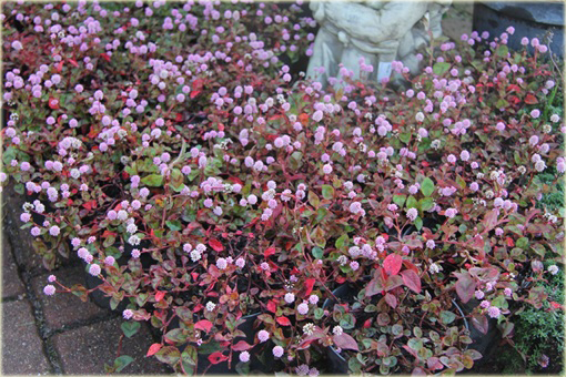 Rdest główkowy Polygonum capitatum