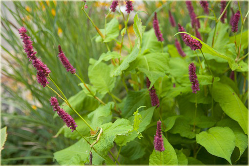 Rdest Golden Arrow Persicaria amplexicaulis