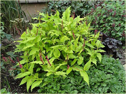 Rdest Golden Arrow Persicaria amplexicaulis