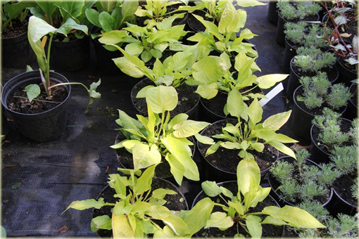 Rdest Golden Arrow Persicaria amplexicaulis