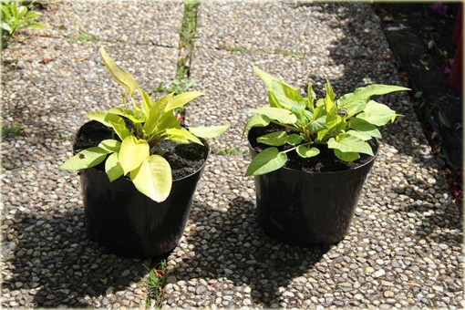 Rdest Golden Arrow Persicaria amplexicaulis