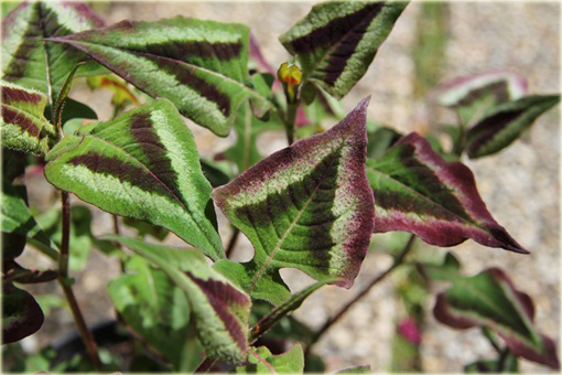 Rdest Oko Smoka Dragons Eye Persicaria microcephala