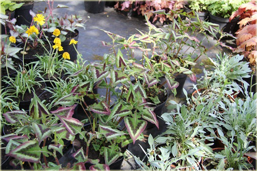 Rdest Oko Smoka Dragons Eye Persicaria microcephala