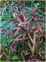 Rdest Oko Smoka Dragons Eye Persicaria microcephala