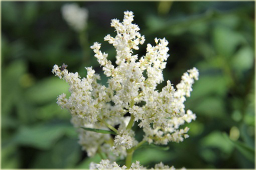 Rdest Polymorpha Persicaria polymorpha