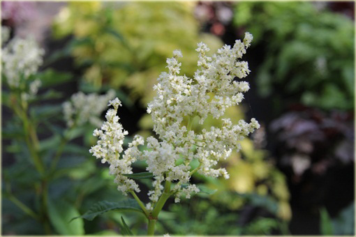Rdest Polymorpha Persicaria polymorpha