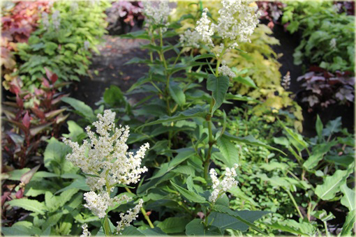 Rdest Polymorpha Persicaria polymorpha