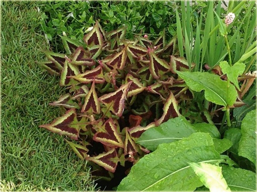 Rdest Purple Fantasy Persicaria microcephala
