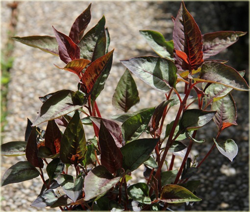Rdest Purple Fantasy Persicaria microcephala
