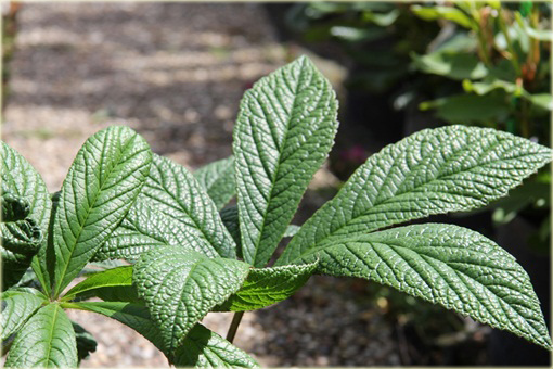 Rodgersja Henriciego Rodgersia henrici