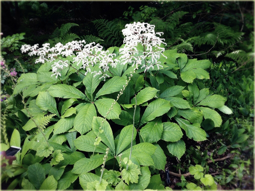 Rodgersja kasztanolistna Rodgersia acutifolia