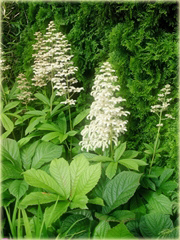 Rodgersja kasztanolistna Rodgersia acutifolia

