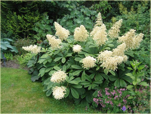 Rodgersja pierzasta Rodgersia pinnata