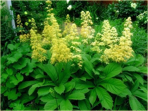 Rodgersja pierzasta Rodgersia pinnata