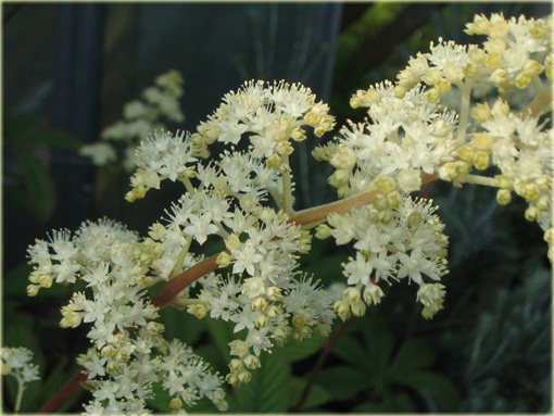 Rodgersja pierzasta Rodgersia pinnata
