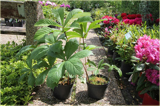 Rodgersja pierzasta Rodgersia pinnata