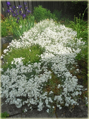 Rogownica Biebersteina Cerastium biebersteinii