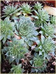 Rojnik drobny Giuseppi
 Sempervivum Giuseppi