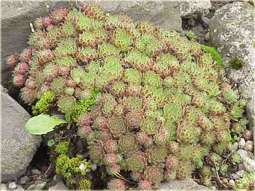 Rojnik górski Sempervivum montanum