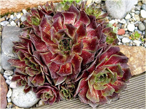 Rojnik malinowy Othello
Sempervivum Othello
