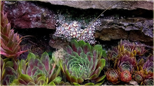 Rojnik malinowy Othello
Sempervivum Othello