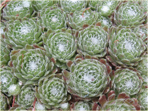 Rojnik pajęczynowaty Sempervivum arachnoideum
