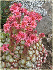 Rojnik pajęczynowaty

 Sempervivum arachnoideum
