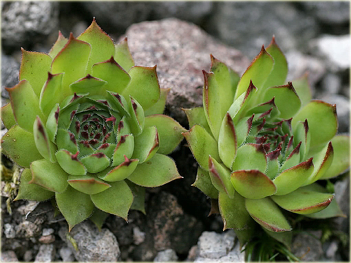 Rojnik zielony Sempervivum tectorum