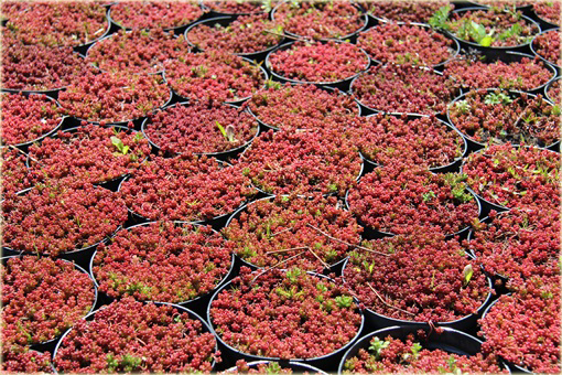 Rozchodnik biały Coral Carpet Sedum album