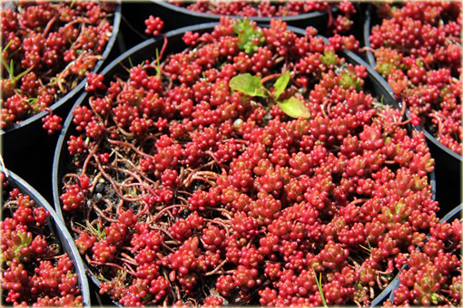 Rozchodnik biały Coral Carpet Sedum album