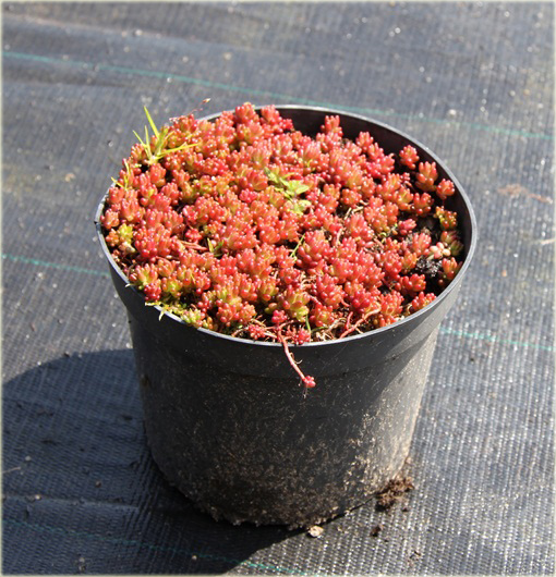 Rozchodnik biały Coral Carpet Sedum album