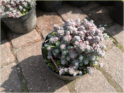 Rozchodnik Cape Blanco Sedum spathulifolium