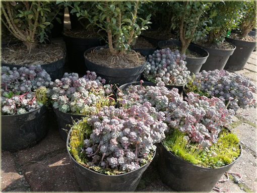 Rozchodnik Cape Blanco Sedum spathulifolium