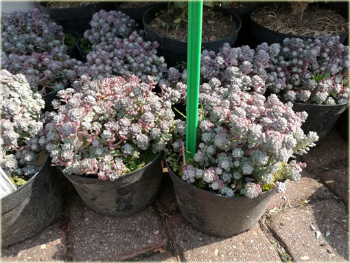 Rozchodnik Cape Blanco Sedum spathulifolium