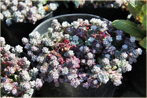 Rozchodnik Cape Blanco Sedum spathulifolium