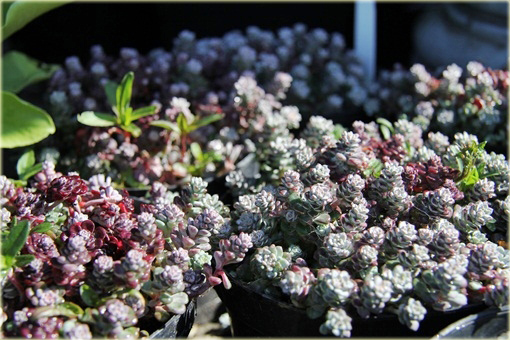 Rozchodnik Cape Blanco Sedum spathulifolium