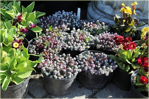 Rozchodnik Cape Blanco Sedum spathulifolium