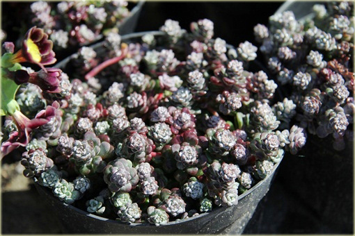 Rozchodnik Cape Blanco toleruje niemal każdą glebę z wyjątkiem zbyt ciężkiej i mokrej.