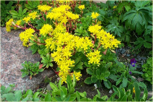 Rozchodnik kamczacki Sedum kamtschaticum