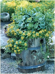 Rozchodnik kamczacki Sedum kamtschaticum