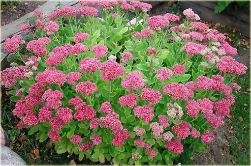 Rozchodnik okazały Sedum spectabile