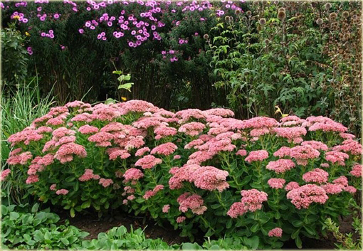 Rozchodnik okazały Sedum spectabile