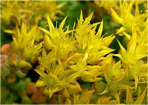 Rozchodnik oregoński Sedum oreganum