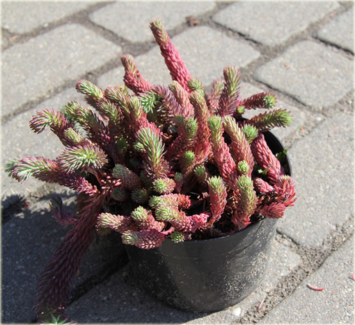 Rozchodnik ościsty Red Form Sedum reflexum Red Form