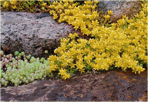 Rozchodnik ostry Sedum acre