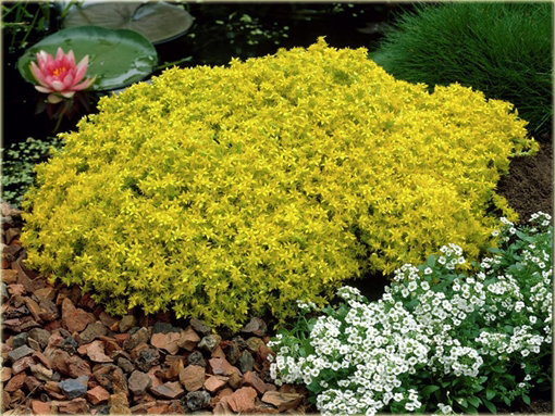 Rozchodnik ostry Sedum acre