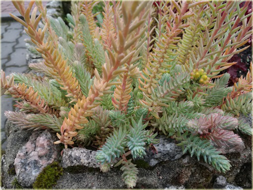 Rozchodnik ostry Sedum acre
