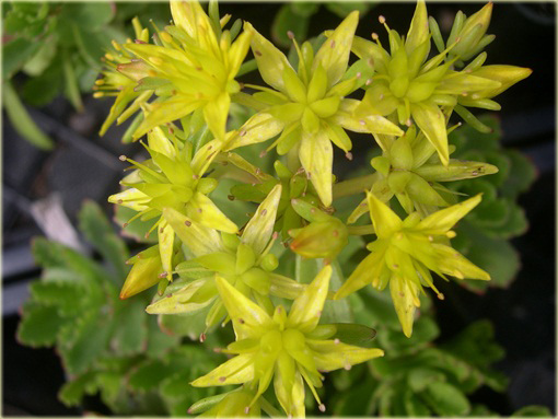 Rozchodnik Immergrunchen Sedum Immergrunchen
