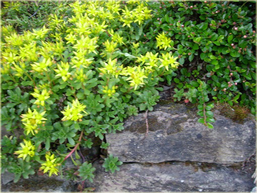 Rozchodnik Immergrunchen Sedum Immergrunchen