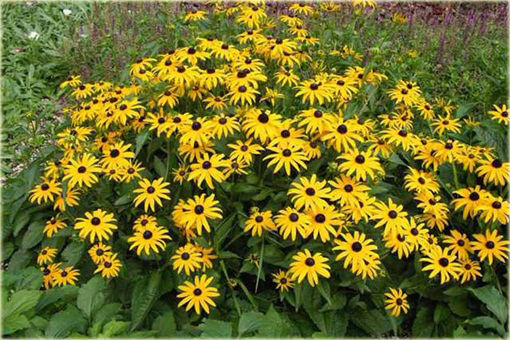 Rudbekia błyskotliwa Early Bird Gold Rudbeckia fulgida